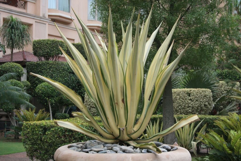 A vibrant agave plant displayed in a decorative pot in an urban garden setting.